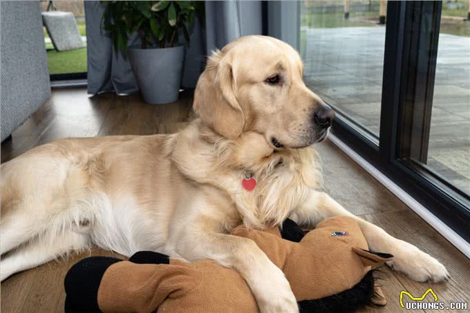 如何去挑选一只纯种的金毛犬,挑选金毛的八大步骤?