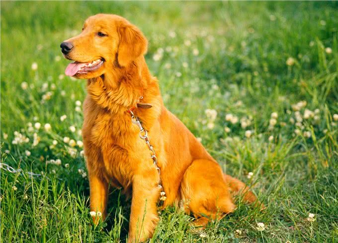 如何去挑选一只纯种的金毛犬,挑选金毛的八大步骤?