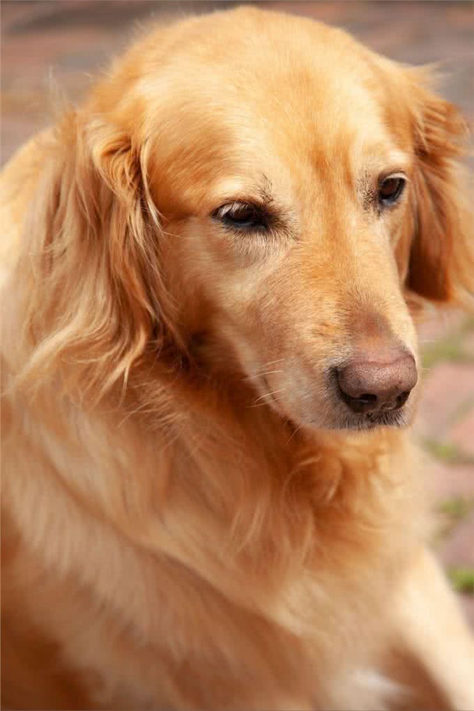 如何去挑选一只纯种的金毛犬,挑选金毛的八大步骤?