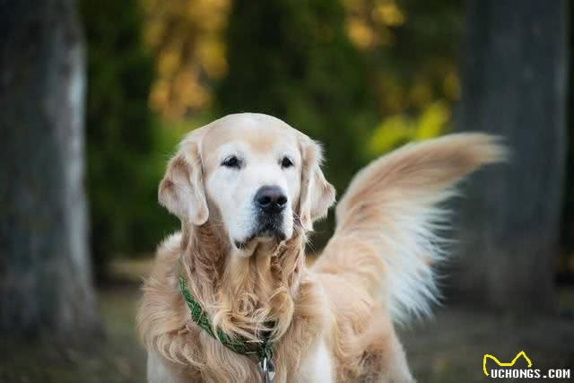 如何去挑选一只纯种的金毛犬,挑选金毛的八大步骤?