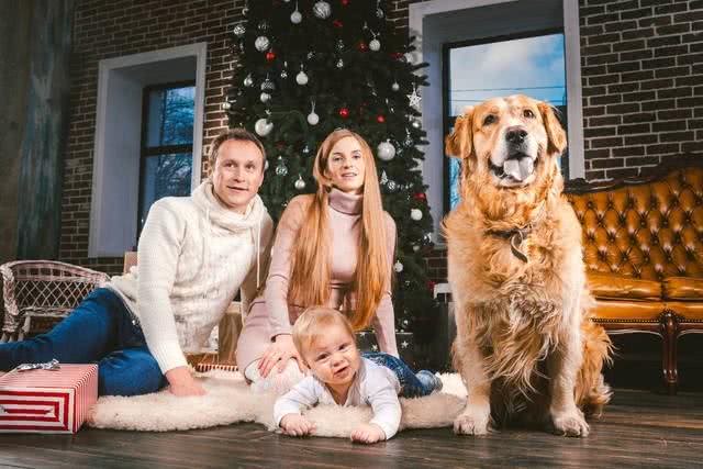 如何去挑选一只纯种的金毛犬,挑选金毛的八大步骤?