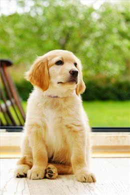 如何去挑选一只纯种的金毛犬，挑选金毛的八大步骤?