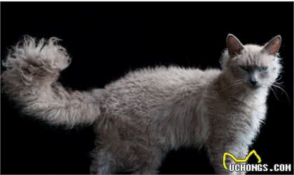 这猫咪的卷毛是天生的,真的不是烫的!