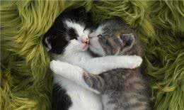 这猫咪的卷毛是天生的，真的不是烫的!