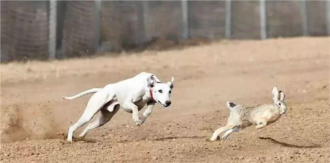 在你追我赶中，强化狗狗的坏毛病