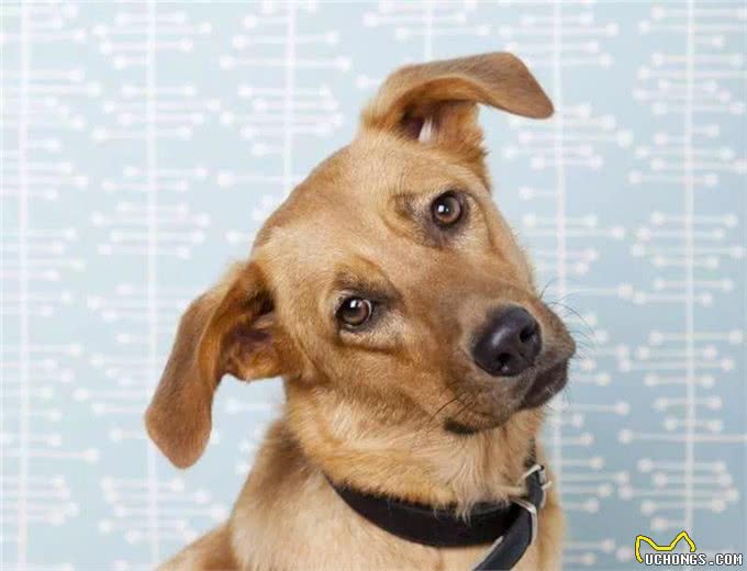 在你追我赶中，强化狗狗的坏毛病