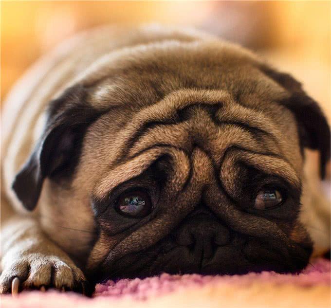 在你追我赶中，强化狗狗的坏毛病