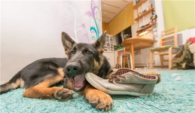 在你追我赶中，强化狗狗的坏毛病