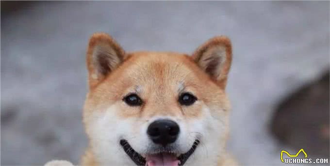 在你追我赶中，强化狗狗的坏毛病