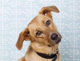 在你追我赶中，强化狗狗的坏毛病