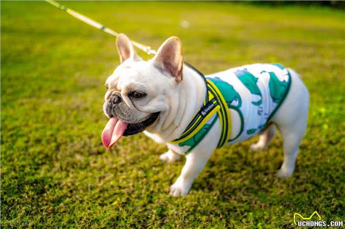 纯种法斗的6个特征，你家的是纯种还是串串?