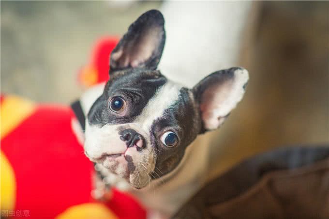 纯种法斗的6个特征，你家的是纯种还是串串?