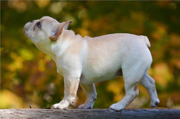 纯种法斗的6个特征,你家的是纯种还是串串?