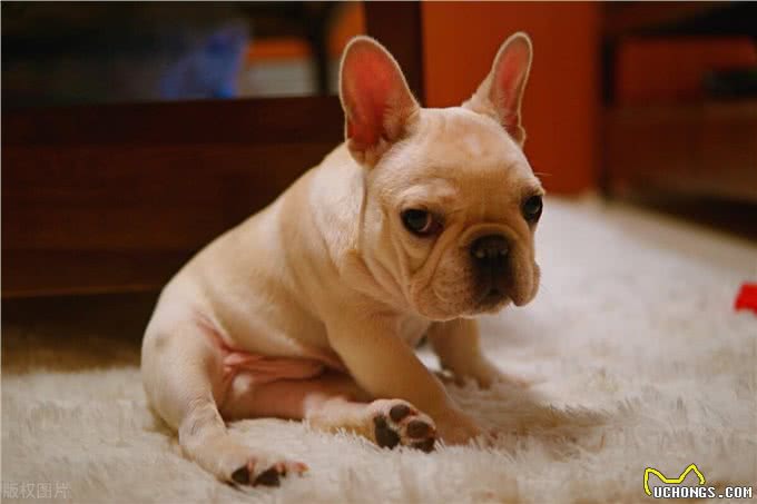 纯种法斗的6个特征，你家的是纯种还是串串?