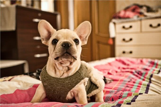 纯种法斗的6个特征,你家的是纯种还是串串?