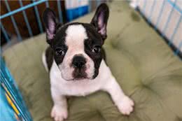 纯种法斗的6个特征，你家的是纯种还是串串?