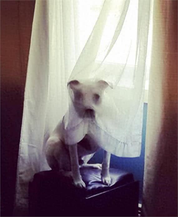 暗中观察不是猫咪的独门本领，狗狗躲起来偷看主人的样子也很萌!