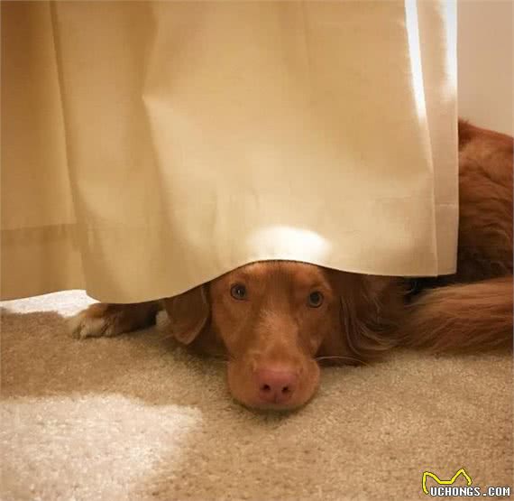 暗中观察不是猫咪的独门本领，狗狗躲起来偷看主人的样子也很萌!