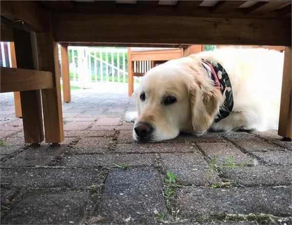 暗中观察不是猫咪的独门本领，狗狗躲起来偷看主人的样子也很萌!