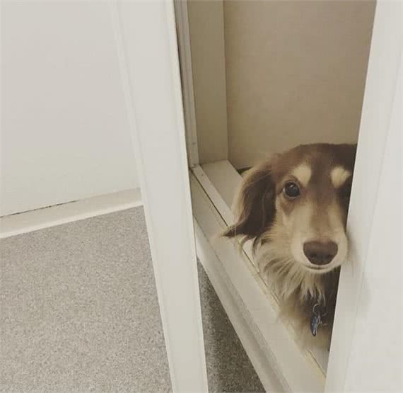 暗中观察不是猫咪的独门本领，狗狗躲起来偷看主人的样子也很萌!