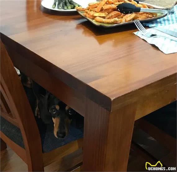 暗中观察不是猫咪的独门本领，狗狗躲起来偷看主人的样子也很萌!