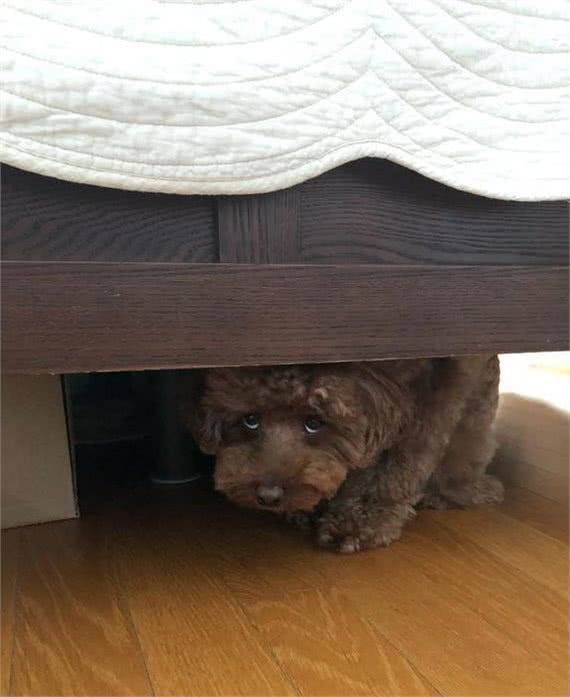 暗中观察不是猫咪的独门本领，狗狗躲起来偷看主人的样子也很萌!