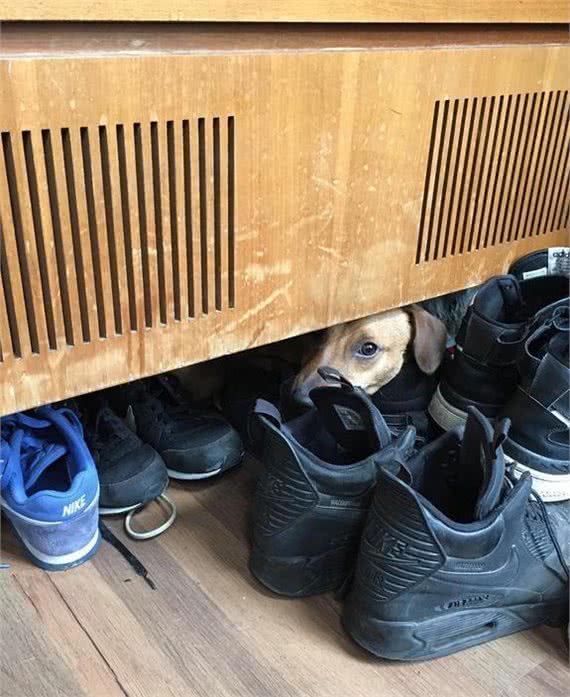 暗中观察不是猫咪的独门本领，狗狗躲起来偷看主人的样子也很萌!