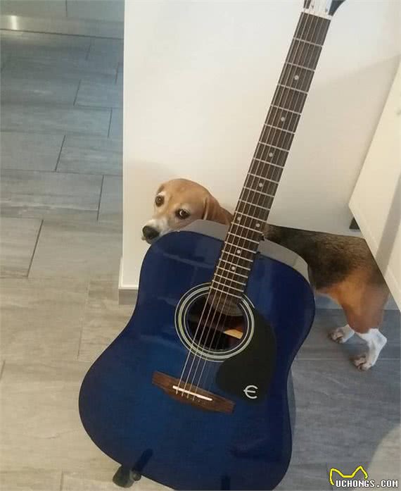 暗中观察不是猫咪的独门本领，狗狗躲起来偷看主人的样子也很萌!