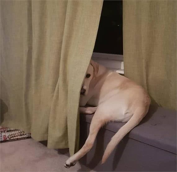 暗中观察不是猫咪的独门本领，狗狗躲起来偷看主人的样子也很萌!