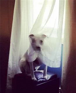 暗中观察不是猫咪的独门本领，狗狗躲起来偷看主人的样子也很萌!