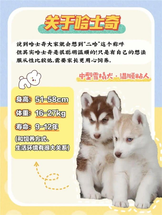 超详细哈士奇不同时期喂养手册