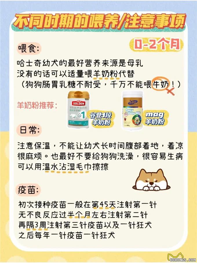 超详细哈士奇不同时期喂养手册