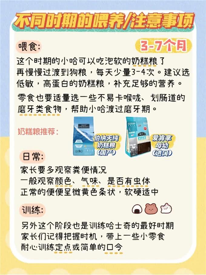 超详细哈士奇不同时期喂养手册