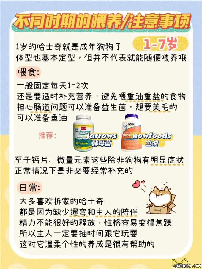 超详细哈士奇不同时期喂养手册