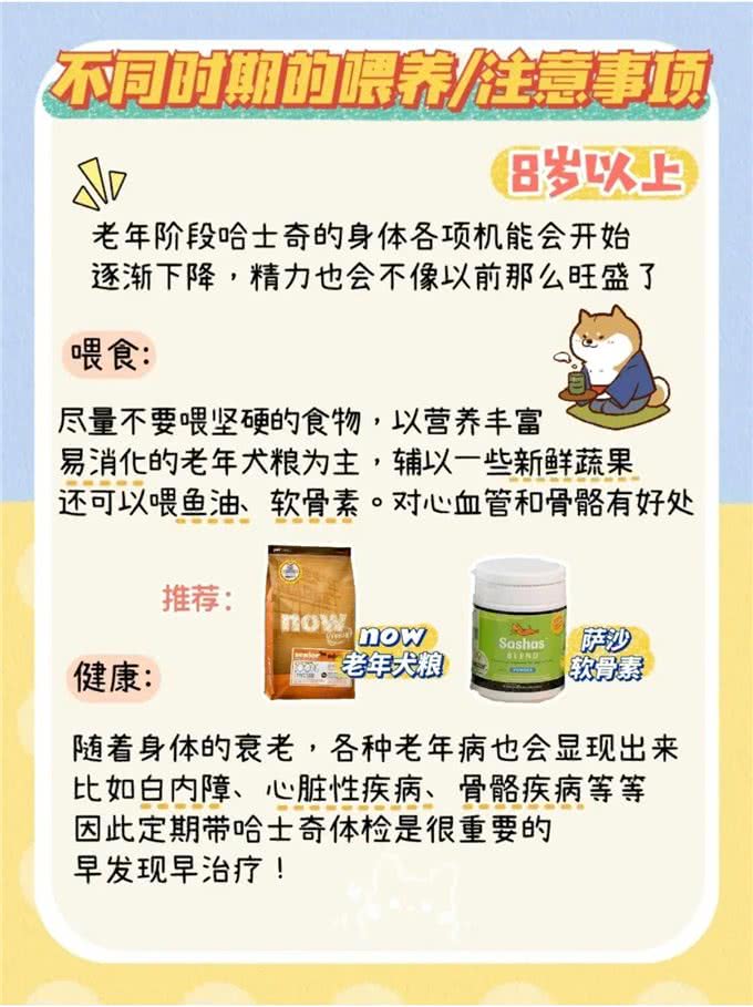 超详细哈士奇不同时期喂养手册