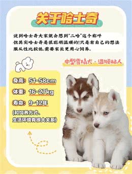 超详细哈士奇不同时期喂养手册