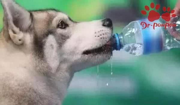 有哪些方法可以有效缓解狗狗中暑症状?