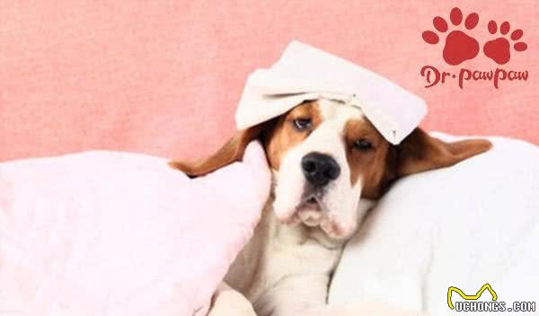 有哪些方法可以有效缓解狗狗中暑症状?