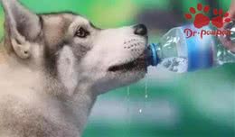 有哪些方法可以有效缓解狗狗中暑症状?