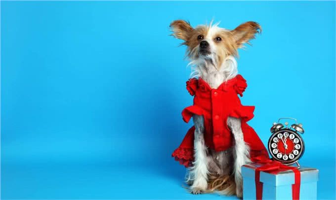 给狗狗买衣服，有什么需要注意的?