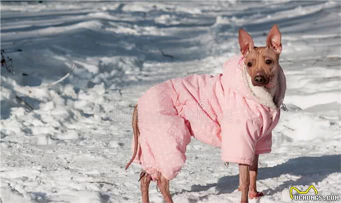 给狗狗买衣服，有什么需要注意的?