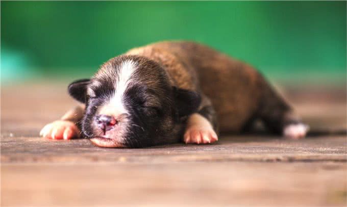 养狗需知:关于狗狗生宝宝后，幼犬多大就可以断奶了?