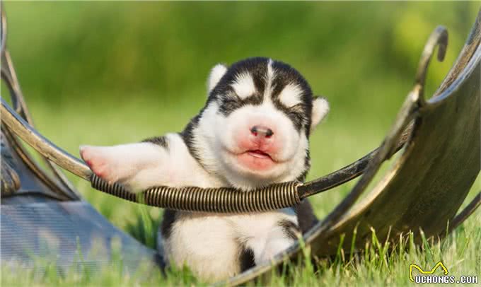 养狗需知:关于狗狗生宝宝后，幼犬多大就可以断奶了?