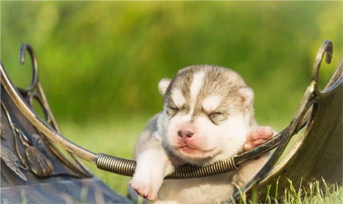 养狗需知:关于狗狗生宝宝后，幼犬多大就可以断奶了?