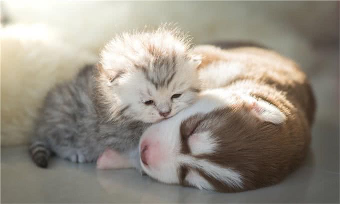 养狗需知:关于狗狗生宝宝后，幼犬多大就可以断奶了?