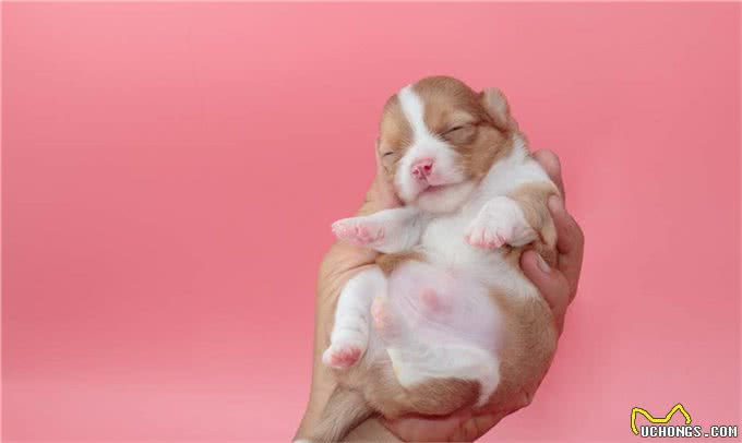 养狗需知:关于狗狗生宝宝后，幼犬多大就可以断奶了?