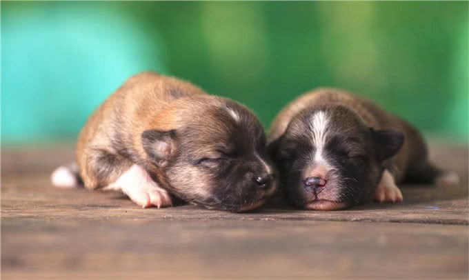 养狗需知:关于狗狗生宝宝后，幼犬多大就可以断奶了?