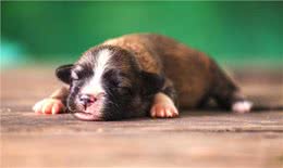 养狗需知:关于狗狗生宝宝后，幼犬多大就可以断奶了?