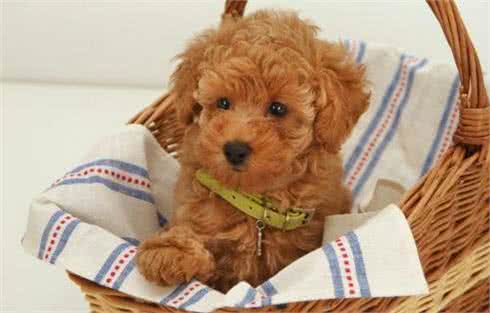 狗狗来大姨妈怎么办?