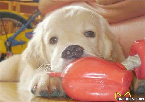 狗狗来大姨妈怎么办?